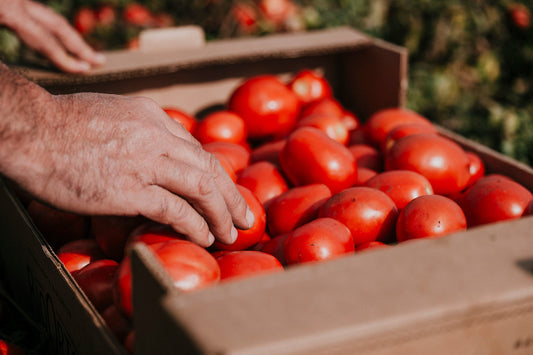 Dal campo alla produzione: il primo passo verso un sugo di qualità