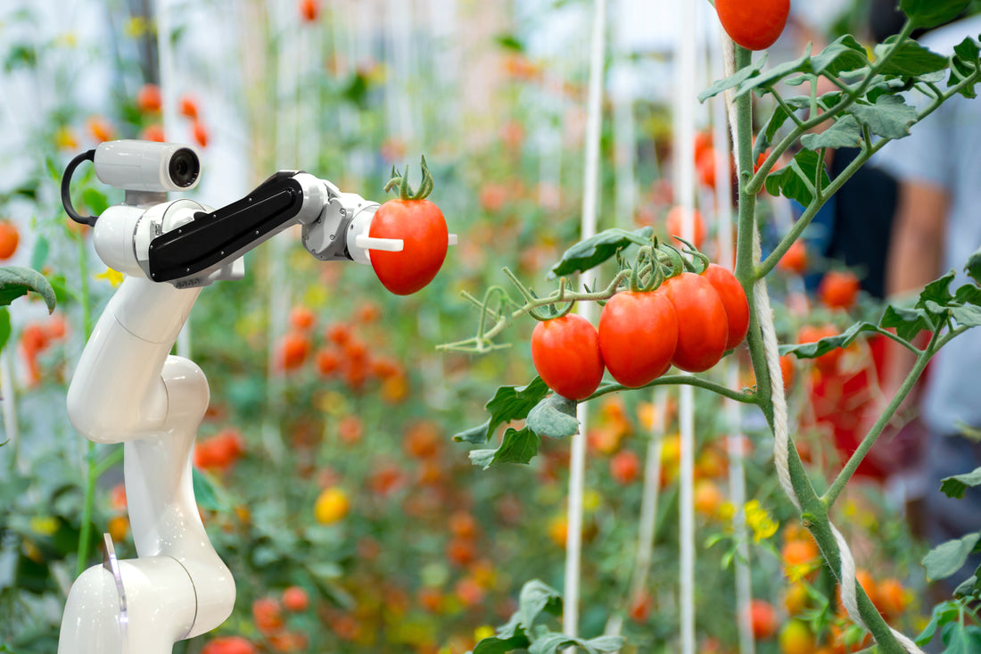 Innovazione nel settore alimentare: tecnologia e tradizione